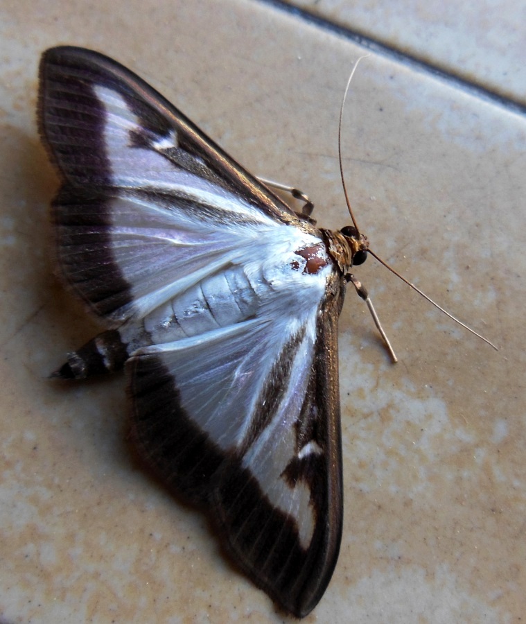 Geometridae da Id.